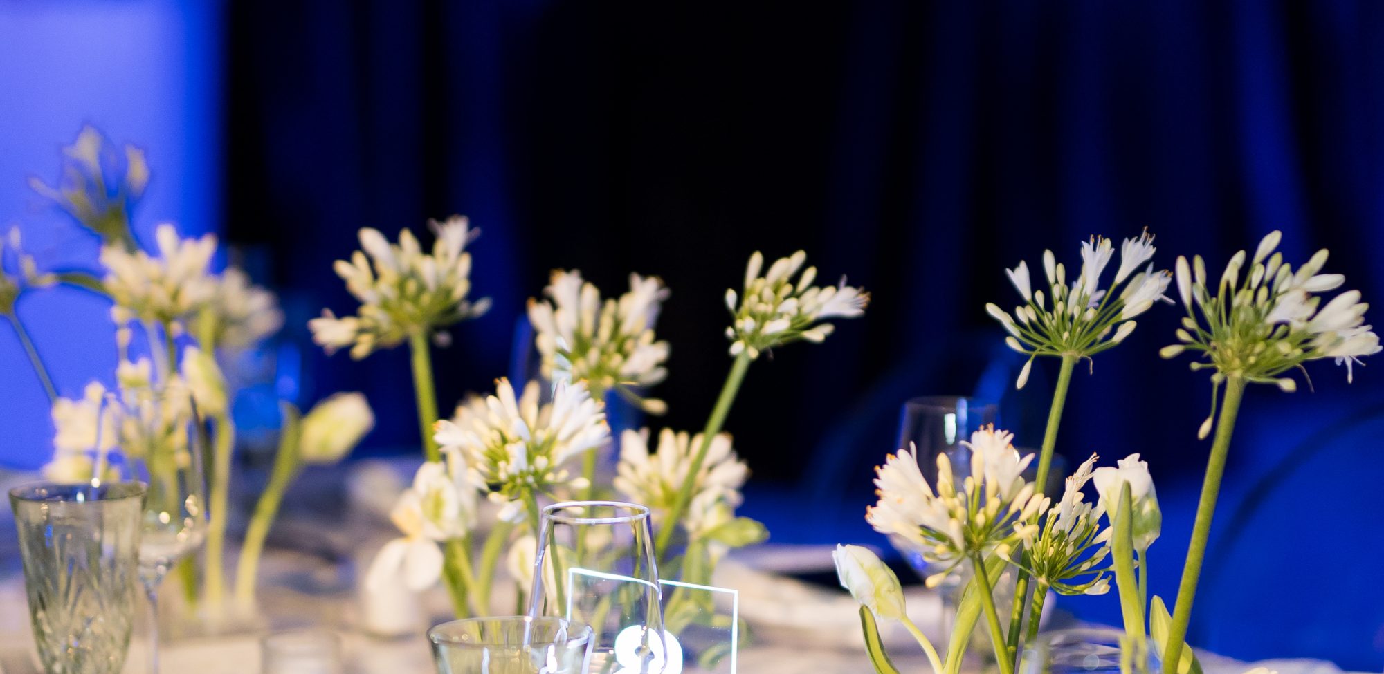 Dallas AACWP Vendis Sneak Peeks-163